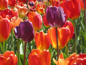 Springtime in Chicago