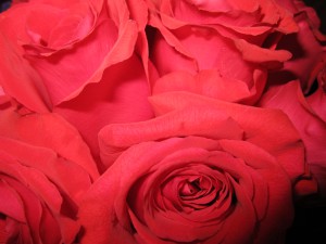 Rosey