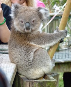 Koala in Melbourne